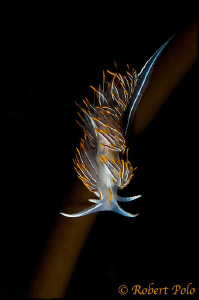 Nudibranch by Robert Polo 
